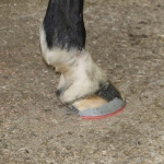 hipposhoes